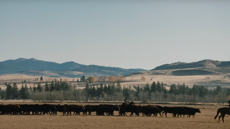 Ranchero pastoreando vacas en Yellowstone
