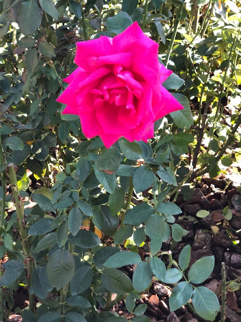 Tokyo Disneyland Fantasyland Rose