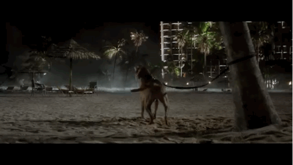 Dog in Godzilla