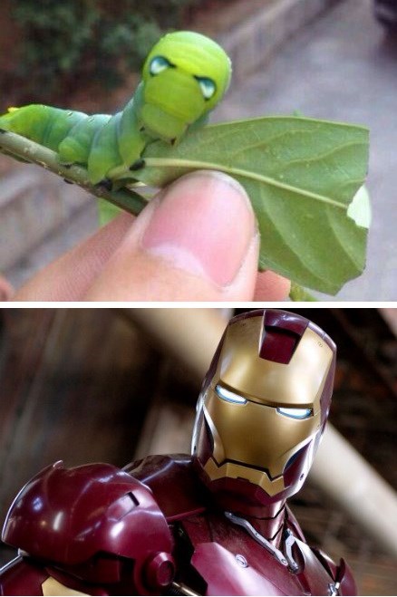 Iron Man bug