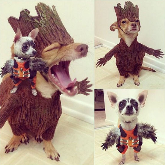 James Gunn Dog Cosplay