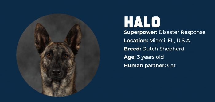 Superpower Dogs halo