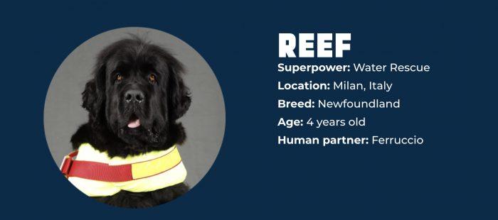 Superpower Dogs REEF