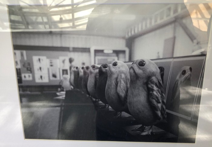 Rian Johnson's porgs photo