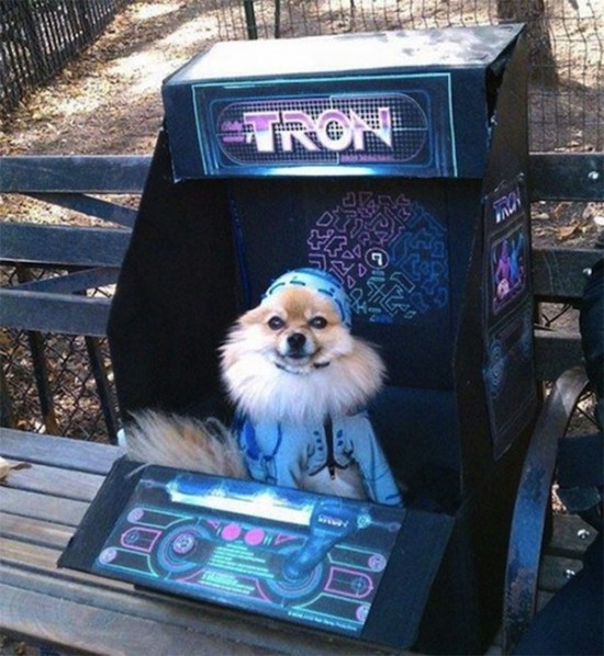 TRON Cosplaying Dog