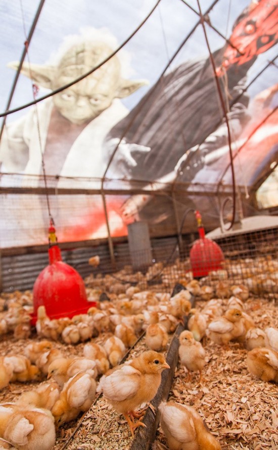 Farmer Uses A Star Wars Billboard To Make The Geekiest Chicken Coop Ever