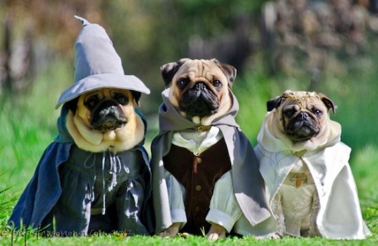 The Pugs of Middle-Earth