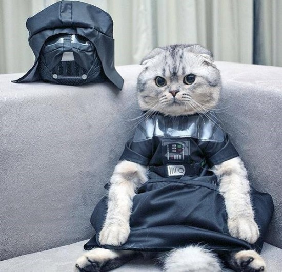 Kitty Vader 