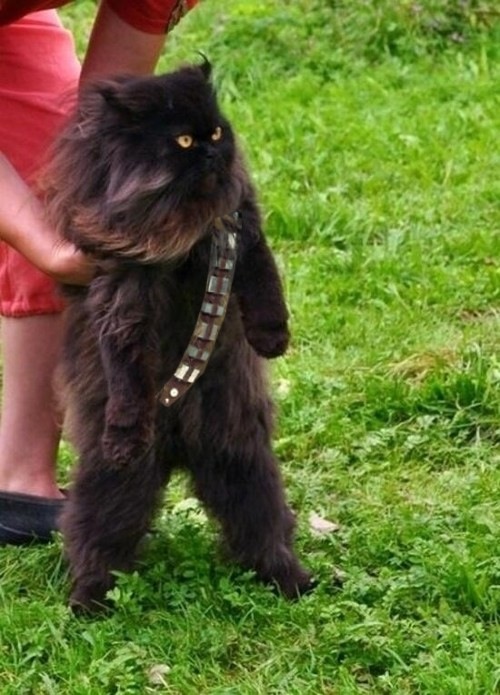 Mewbacca, The Wookiee Cat
