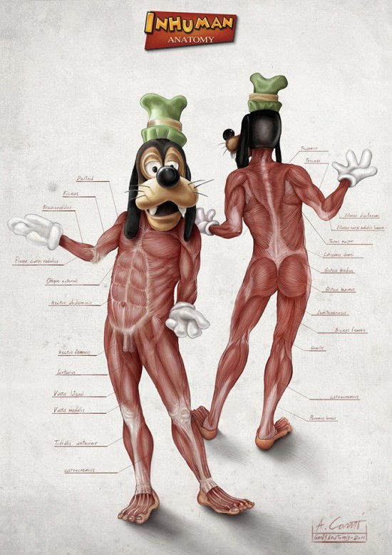 Illustrated Anatomy of Popular Disney Characters