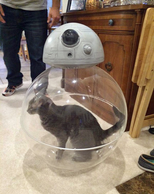 bb-8 cat