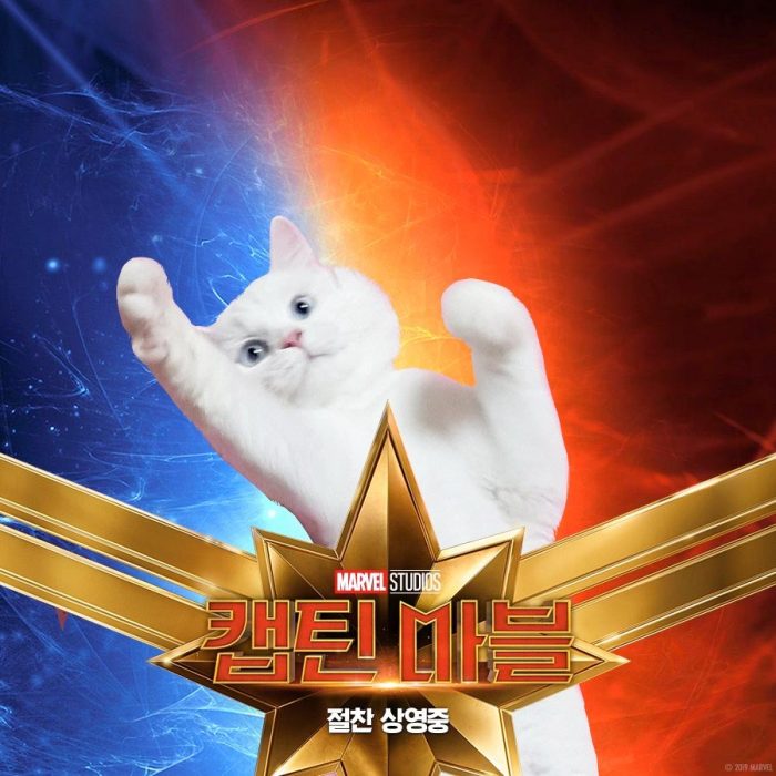 Captain Marvel Cat Poster Meme