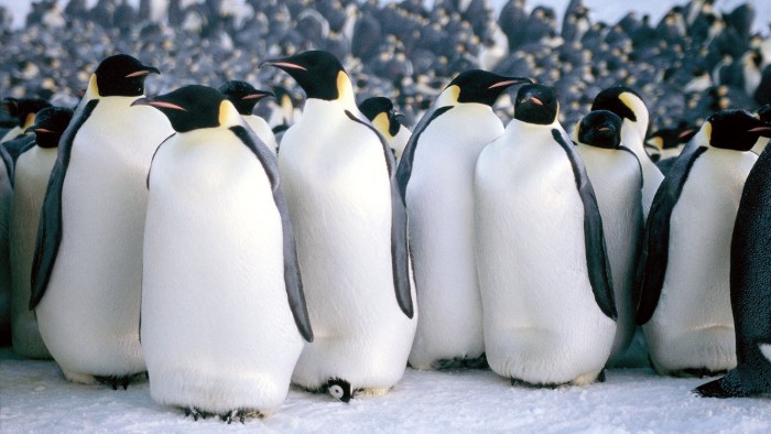 'MARCH OF THE PENGUINS' FILM - 2005