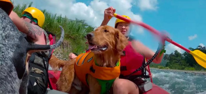 #The Quarantine Stream: ‘The Pack’ is a Reality Competition Featuring Some Very Good Dogs