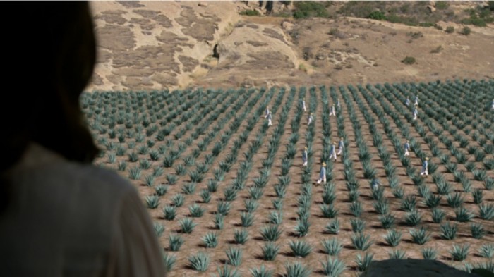 westworld agave plantation