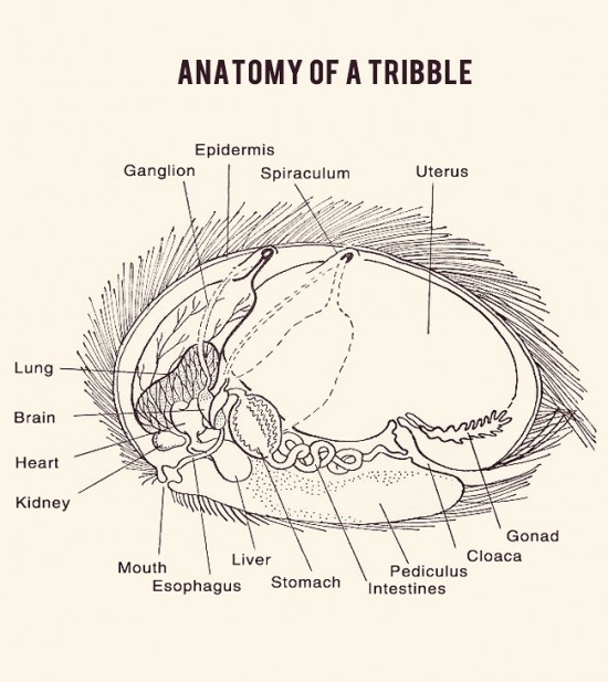 Anatomy of a Tribble